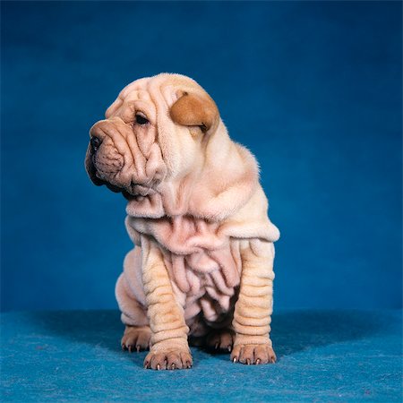 retro child dog - CHINESE SHAR PEI PUPPY DOG SITTING Stock Photo - Rights-Managed, Code: 846-03164143