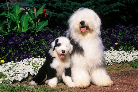 OLD ENGLISH SHEEPDOG ADULT AND PUPPY SITTING WITH FLOWERS Foto de stock - Con derechos protegidos, Código: 846-03164154