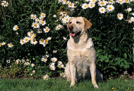 simsearch:846-03164183,k - YELLOW LABRADOR RETRIEVER SITTING IN FRONT OF DAISIES Fotografie stock - Rights-Managed, Codice: 846-03164156