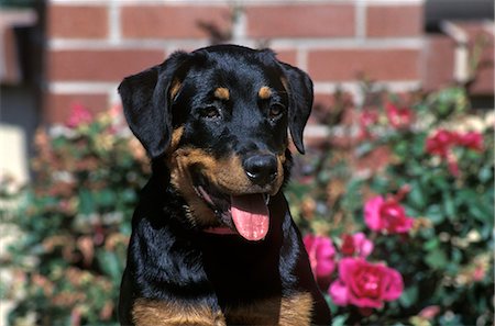 rottweiler - ROTTWEILER CHIOT BALLE DANS LA TÊTE Photographie de stock - Rights-Managed, Code: 846-03164151