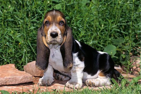 simsearch:846-03164183,k - BASSETT HOUND PUPPY SITTING ON FLAGSTONE LEDGE Stock Photo - Rights-Managed, Code: 846-03164167