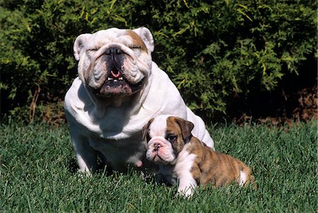 family dog lifestyle - ENGLISH BULLDOG ADULT AND PUPPY IN GRASS Stock Photo - Rights-Managed, Code: 846-03164162