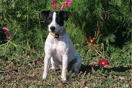 simsearch:846-03164183,k - JACK RUSSELL TERRIER SITTING IN FRONT OF FLOWERS Fotografie stock - Rights-Managed, Codice: 846-03164163