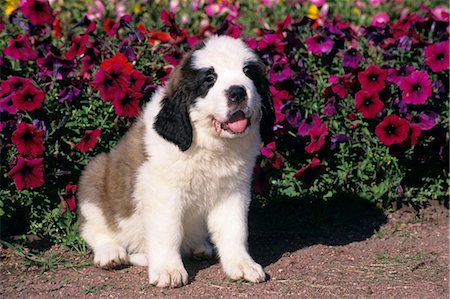 simsearch:846-03165115,k - ST. BERNARD PUPPY SITTING IN FRONT OF PETUNIAS Foto de stock - Con derechos protegidos, Código: 846-03164175