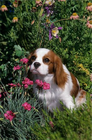 CAVALIER KING CHARLES SPANIEL SITTING IN FLOWERS Stock Photo - Rights-Managed, Code: 846-03164172
