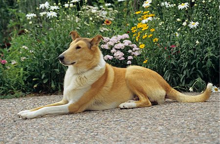 simsearch:846-03164183,k - COLORADO SPRINGS SMOOTH COLLIE LYING Stock Photo - Rights-Managed, Code: 846-03164184