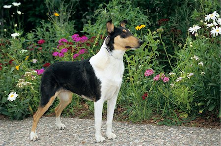 simsearch:846-03164183,k - COLORADO SPRINGS SMOOTH COLLIE STANDING FLOWERS Fotografie stock - Rights-Managed, Codice: 846-03164185