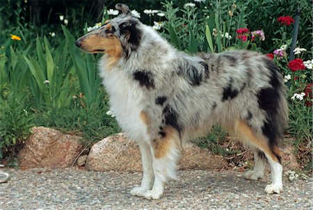 simsearch:846-03164183,k - COLORADO SPRINGS ROUGH COLLIE STANDING FLOWERS Stock Photo - Rights-Managed, Code: 846-03164186