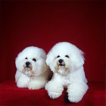 DEUX CHIENS BICHON FRISE COUCHÉ Photographie de stock - Rights-Managed, Code: 846-03164180