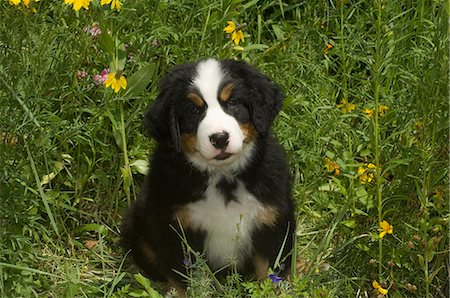 simsearch:846-03165115,k - CUTE BERNESE MOUNTAIN PUPPY IN GRASS AND WILD FLOWERS Foto de stock - Con derechos protegidos, Código: 846-03164190