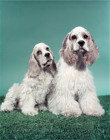 pictures of big dog with small dog - COCKER SPANIELS Stock Photo - Rights-Managed, Code: 846-03164192