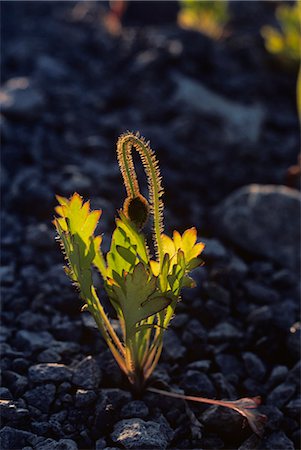 BUDDING POPPY FLOWER GROWING IN ROCKY SOIL Foto de stock - Con derechos protegidos, Código: 846-03164225