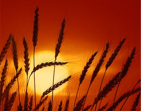 stalk - STALKS OF WHEAT SILHOUETTED AGAINST YELLOW SUN RED SKY Stock Photo - Rights-Managed, Code: 846-03164271