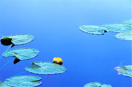 LILY PADS AND SINGLE YELLOW LOTUS FLOWER ON CALM STILL BLUE POND Stock Photo - Rights-Managed, Code: 846-03164325