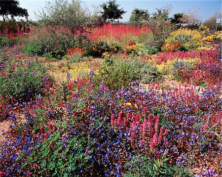 south west - DESERT WILDFLOWERS ARIZONA Foto de stock - Con derechos protegidos, Código: 846-03164334