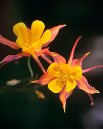 COLUMBINE Stock Photo - Rights-Managed, Code: 846-03164341