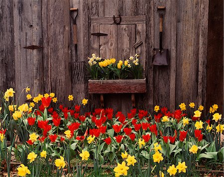 pá de jardim - RED TULIPS AND YELLOW DAFFODILS BESIDE WEATHERED WOODEN BARN Foto de stock - Direito Controlado, Número: 846-03164416