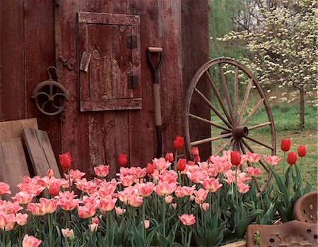 platebandes de fleur - TULIPES ROSE & ROUGE À CÔTÉ DE LA GRANGE EN BOIS PATINÉ Photographie de stock - Rights-Managed, Code: 846-03164417