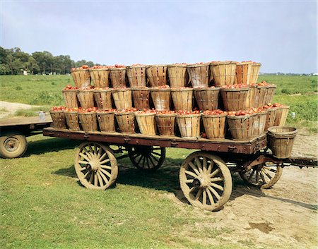 1950s FARM WAGON FULL BUSHEL BASKETS TOMATOES TOMATO CROP HARVEST Stock Photo - Rights-Managed, Code: 846-03164469