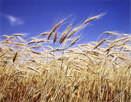 CLOSE-UP OF HEADS OF WHEAT STALKS AGAINST BLUE SKY Foto de stock - Con derechos protegidos, Código: 846-03164494