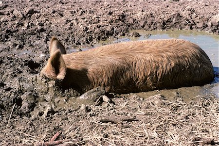 HOG WALLOWING ROOTING IN MUD Stock Photo - Rights-Managed, Code: 846-03164643