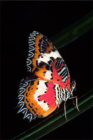 simsearch:846-05647056,k - USINE de malais lion des pucerons papillon en Cethosia hypsea originaire d'Asie du sud-est Photographie de stock - Rights-Managed, Code: 846-03164683