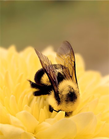 DETAIL OF BEE ON A YELLOW FLOWER Foto de stock - Con derechos protegidos, Código: 846-03164693