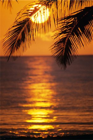 palm tree branches - SUNSET HALEIWA, HAWAII Stock Photo - Rights-Managed, Code: 846-03164904