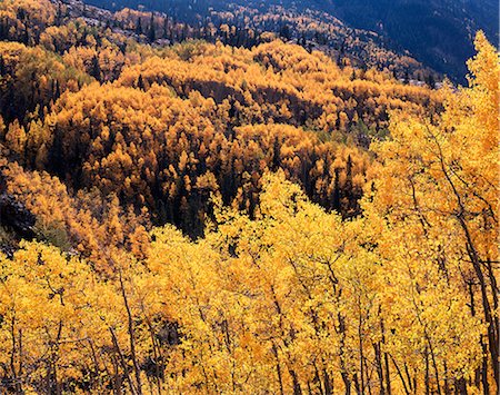 simsearch:846-03166119,k - YELLOW QUAKING ASPEN & SPRUCE FOREST LIME CREEK AREA OF SAN JUAN NATIONAL FOREST, COLORADO Stock Photo - Rights-Managed, Code: 846-03164903