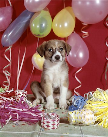 simsearch:846-03165114,k - 1960ER JAHRE PUPPY DOG LUFTBALLONS PARTY UND BUNTE LUFTSCHLANGEN Stockbilder - Lizenzpflichtiges, Bildnummer: 846-03165115