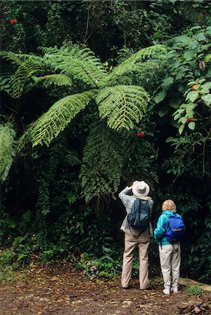 OBSERVATION D'OISEAUX DE TOURISTES DANS LA RÉSERVE MONTEVERDE CLOUD FOREST AU COSTA RICA Photographie de stock - Rights-Managed, Code: 846-03165260