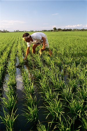 south pacific - FARMER PLANTING RICE CARMOMA PHILIPPINES Stock Photo - Rights-Managed, Code: 846-03165262