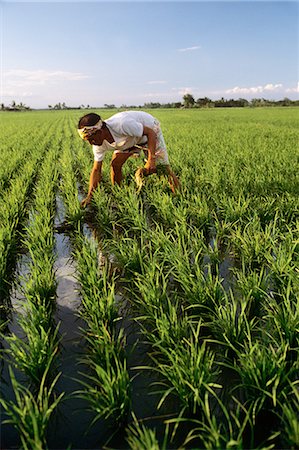 FARMER PLANTING RICE CARMOMA PHILIPPINES Foto de stock - Con derechos protegidos, Código: 846-03165262