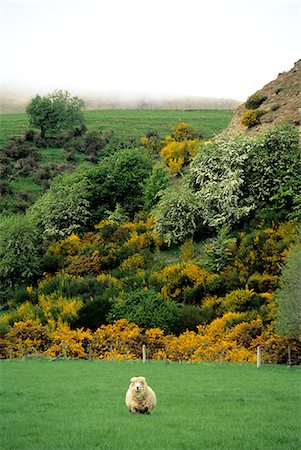 simsearch:846-03165304,k - SHEEP STANDING IN FIELD NEW ZEALAND Foto de stock - Con derechos protegidos, Código: 846-03165275