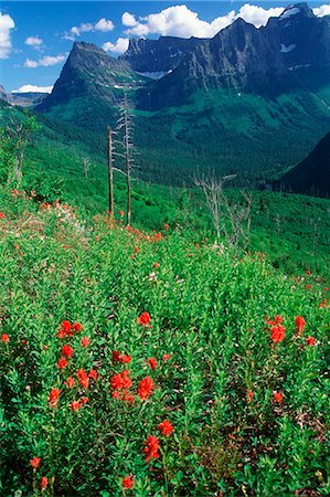 plaines - VUE DU PARC NATIONAL DES GLACIERS DE LA ROUTE GOING-TO-THE-SUN MONTANA Photographie de stock - Rights-Managed, Code: 846-03165301