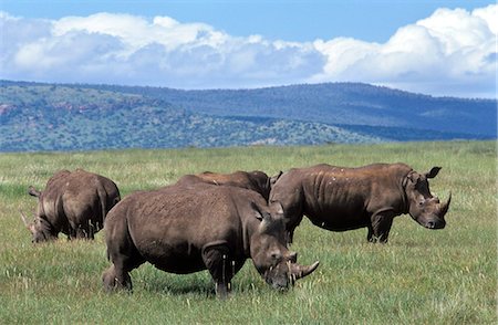 simsearch:846-05645725,k - KENYA AFRICA LEWA DOWNS HERD OF WHITE RHINOS GRAZING Foto de stock - Direito Controlado, Número: 846-03165518