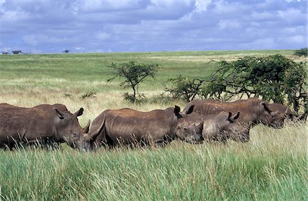 KENYA AFRICA LEWA DOWNS HERD OF WHITE RHINOS Stock Photo - Rights-Managed, Code: 846-03165519