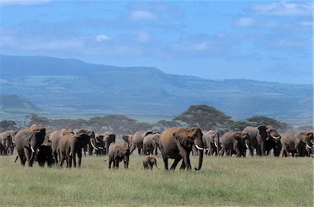 simsearch:846-03165304,k - AMBOSELI NATIONAL PARK KENYA AFRICA HERD OF ELEPHANTS WALKING ACROSS PLAINS FROM MT. KILIMANJARO Foto de stock - Con derechos protegidos, Código: 846-03165523