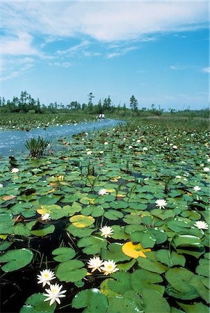 WATER LILIES OKEFENOKEE SWAMP GEORGIA Stock Photo - Rights-Managed, Code: 846-03165662