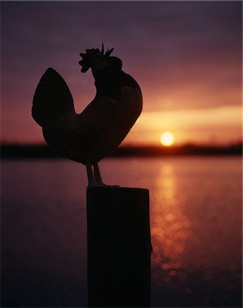 SILHOUETTED ROOSTER ON POLE SUNRISE HEAD BACK CROWING COCK CROW DAWN MORNING CHICKEN MALE WAKE UP CALL ALARM NOISE Foto de stock - Con derechos protegidos, Código: 846-03165896