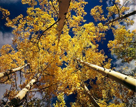 LOOKING UP INTO QUAKING ASPEN TREES, COLORADO Foto de stock - Con derechos protegidos, Código: 846-03166119