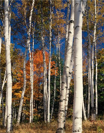 red centre - PAPER BIRCH GROVE WEATHERSFIELD CENTER, VT Foto de stock - Con derechos protegidos, Código: 846-03166125