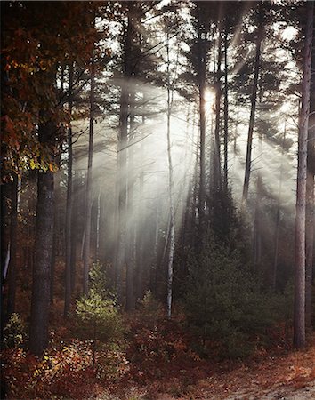 SUN LIGHT THROUGH TREES Foto de stock - Con derechos protegidos, Código: 846-03166123