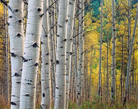 QUAKING ASPEN TRUNKS, WHITE RIVER NAT'L FOREST, NEAR TRAPPERS LAKE GARFIELD COUNTY, COLORADO Foto de stock - Direito Controlado, Número: 846-03166131