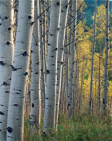 fall aspen leaves - QUAKING ASPEN TRUNKS, WHITE RIVER NATIONAL FOREST, NEAR TRAPPERS LAKE GARFIELD COUNTY, COLORADO Stock Photo - Rights-Managed, Code: 846-03166132