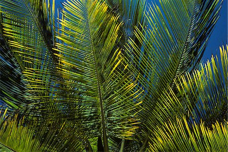 simsearch:846-03166119,k - CLOSE-UP GREEN PALM TREE FRONDS Stock Photo - Rights-Managed, Code: 846-03166133