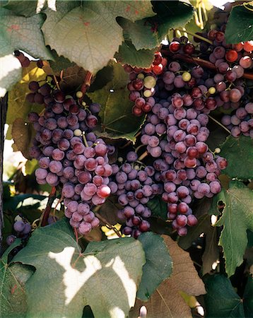 CLUSTER OF RIPE PURPLE GRAPES Stock Photo - Rights-Managed, Code: 846-03166146