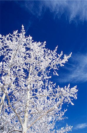 LOOKING UP INTO SNOW COVERED ASPEN TREES AND BRIGHT BLUE SKY COLORADO Stock Photo - Rights-Managed, Code: 846-03166161