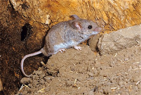 FIELD MOUSE Reithrodontomys agrestis Stock Photo - Rights-Managed, Code: 846-03166254
