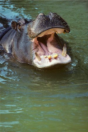 HIPPOPOTAMUS MOUTH OPEN SWIMMING TOWARDS CAMERA Foto de stock - Direito Controlado, Número: 846-03166256